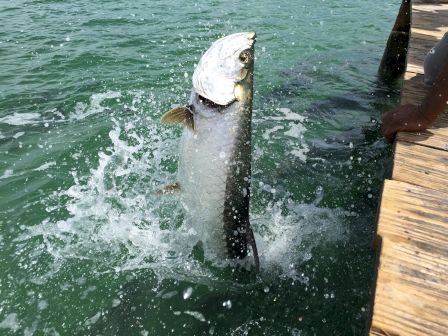 A large fish jumps out of the water next to a dock, creating splashes, with part of a person's legs visible on the dock.