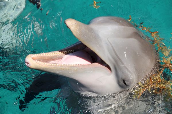 A dolphin with its mouth open is swimming in clear blue water, with some seaweed visible around it, looking playful and happy.