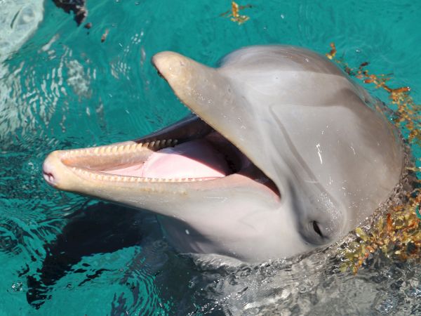 A dolphin with its mouth open is swimming in clear blue water, with some seaweed visible around it, looking playful and happy.