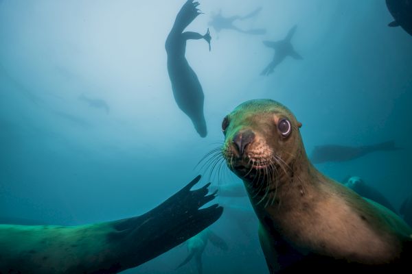 The image shows several sea lions swimming underwater, with one sea lion positioned close to the camera, staring directly at it.
