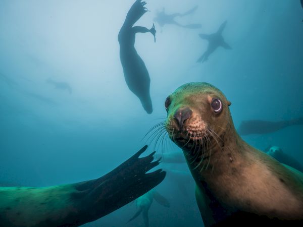 The image shows several sea lions swimming underwater, with one sea lion positioned close to the camera, staring directly at it.