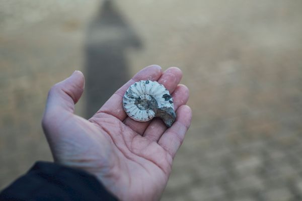 A hand holds a small, spiral-shaped fossil outdoors, with a blurred background and a faint shadow of the person.