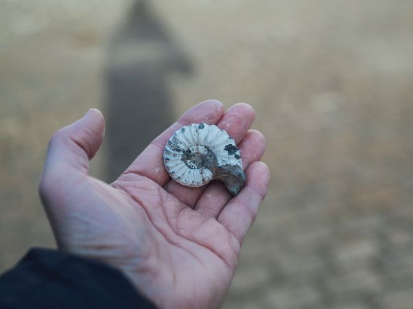 A hand holds a small, spiral-shaped fossil outdoors, with a blurred background and a faint shadow of the person.