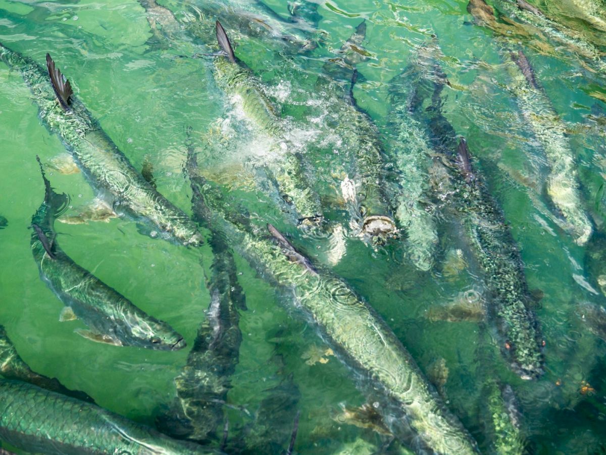 A school of dolphins swims near the surface, weaving through clear green water and churning splashes as they pass.
