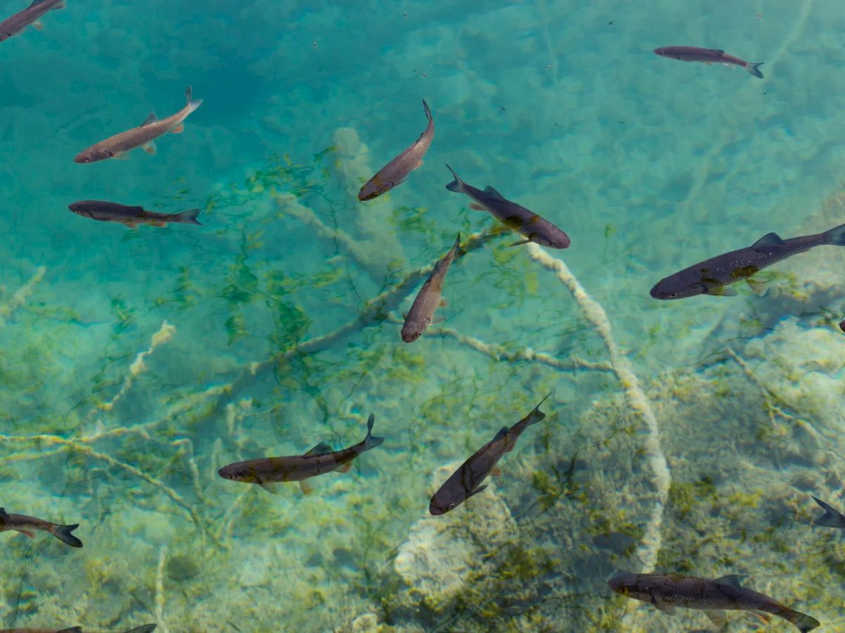 A school of silvery fish swims underwater over a sandy, clear bottom, their fins cutting through bright turquoise water.