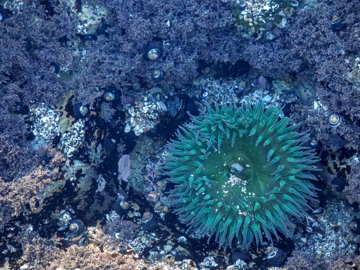 Underwater seafloor with a bright green-blue sea anemone amid rocks, shells, and small sea snails, glowing in the water.