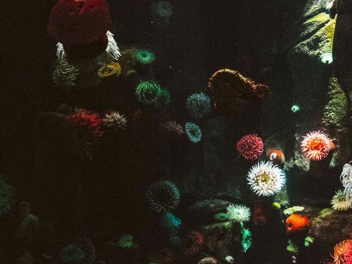 A dark underwater scene packed with glowing colorful coral and spiky sea urchins, drifting among scattered small fish.