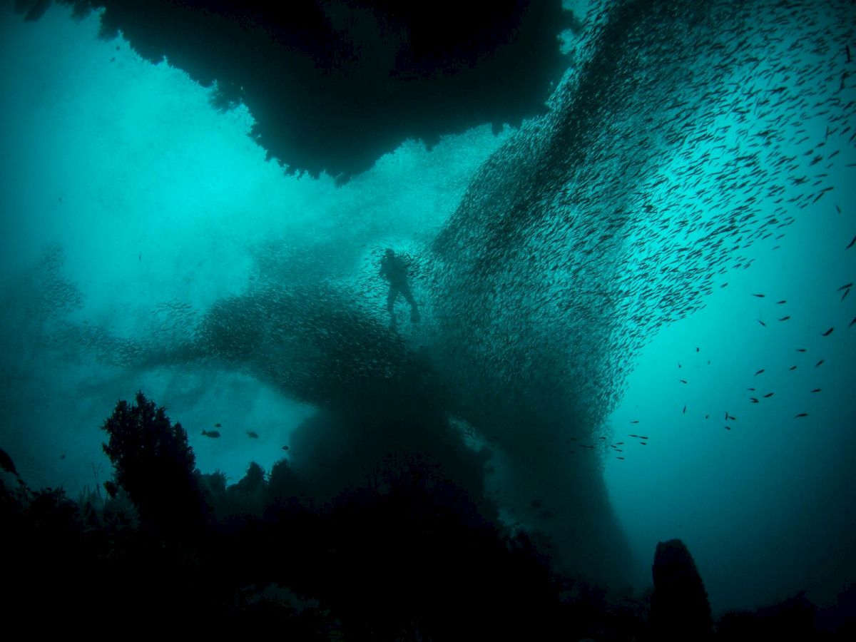 A diver swims in eerie teal water while thousands of fish form a dark wall near a rocky reef.