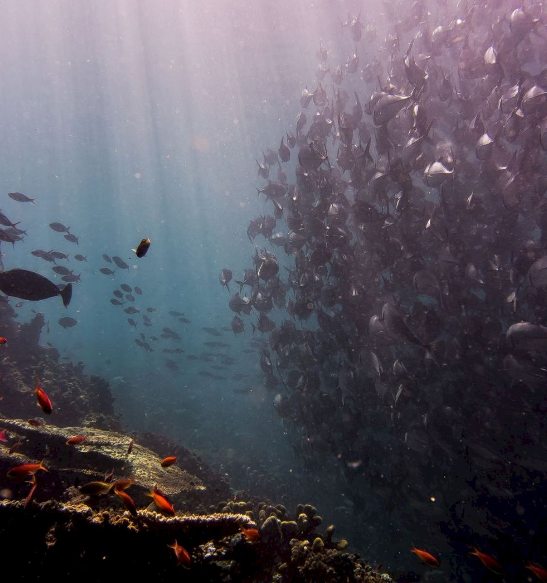 A colorful swarm of fish swims over a coral reef as a dusty mass of debris hangs in the deep water.