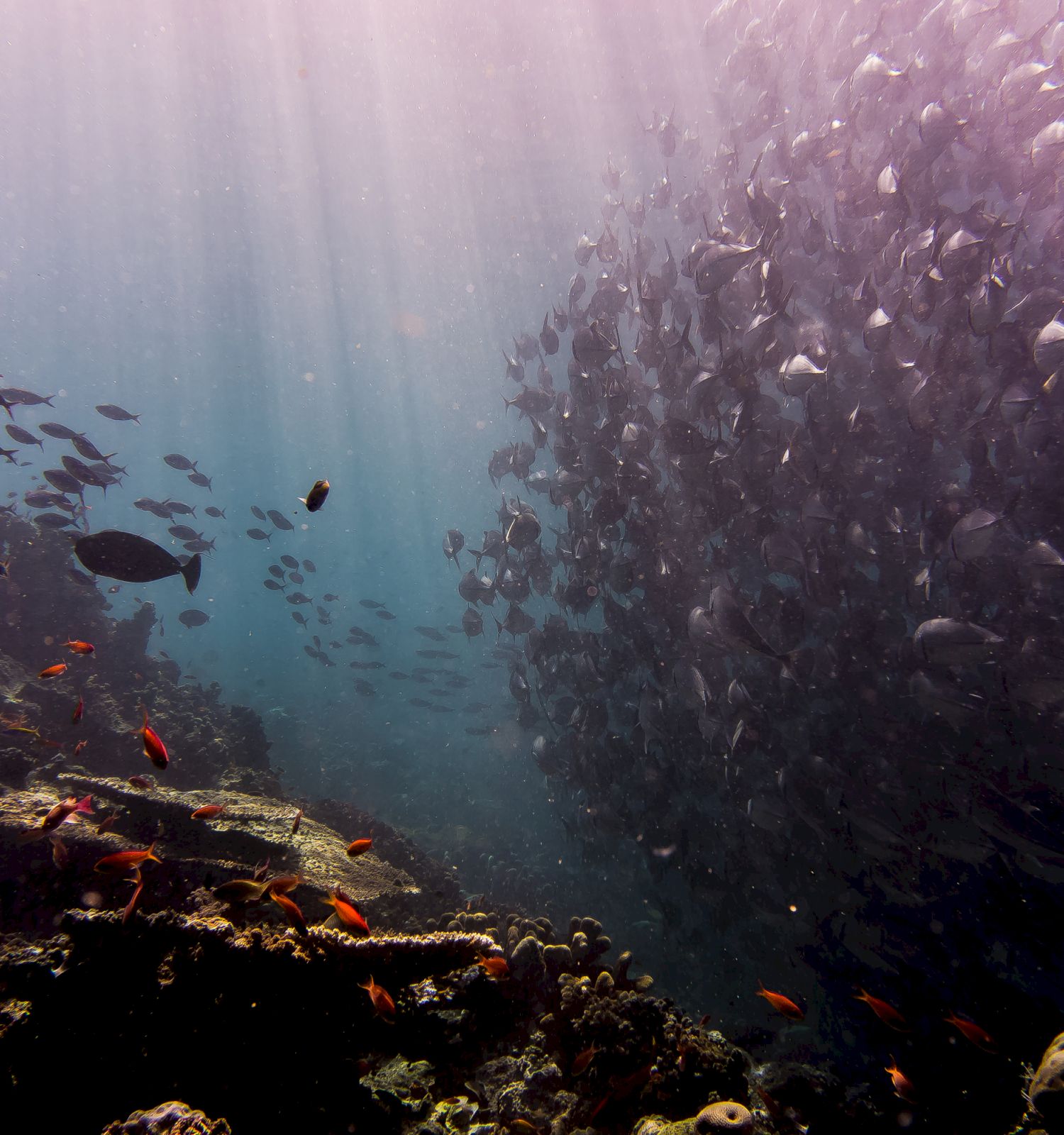 A school of fish swims near a coral reef underwater, with sunlight filtering through the water, creating a serene and mesmerizing scene.