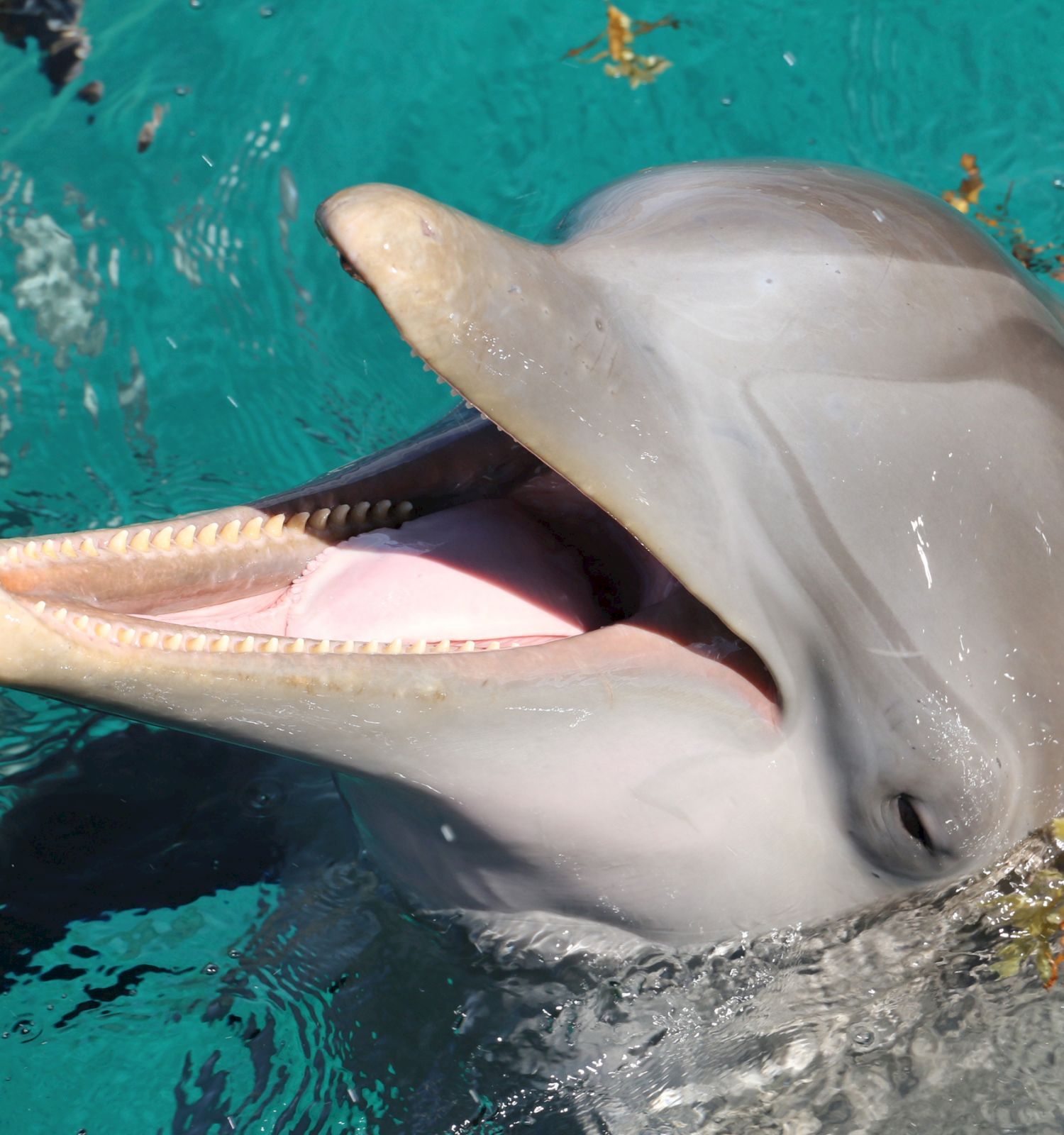 The image shows a dolphin with its mouth open, seemingly smiling, swimming in clear blue water with some seaweed around it.