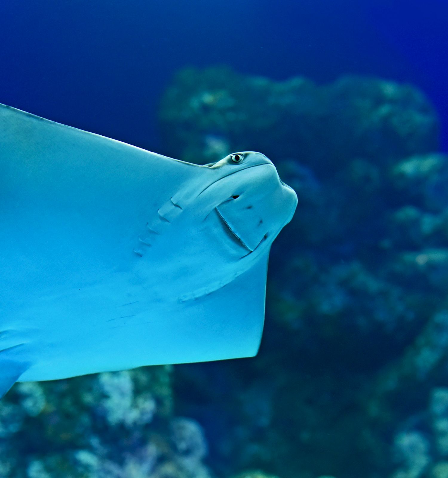 The image shows a stingray swimming in clear blue water with a backdrop of coral reefs. It appears to be in an aquarium or natural ocean setting.