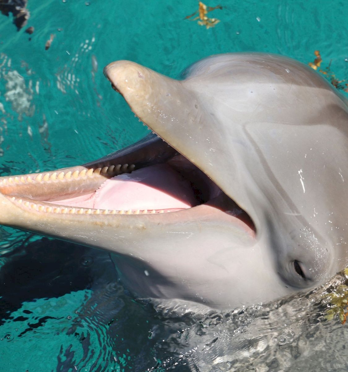 A dolphin swims in turquoise water, mouth open with teeth visible, close-up at the surface.