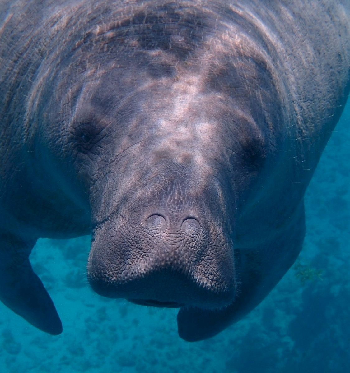 A lone manatee floats underwater, its wrinkled face and flippers visible through clear blue water.