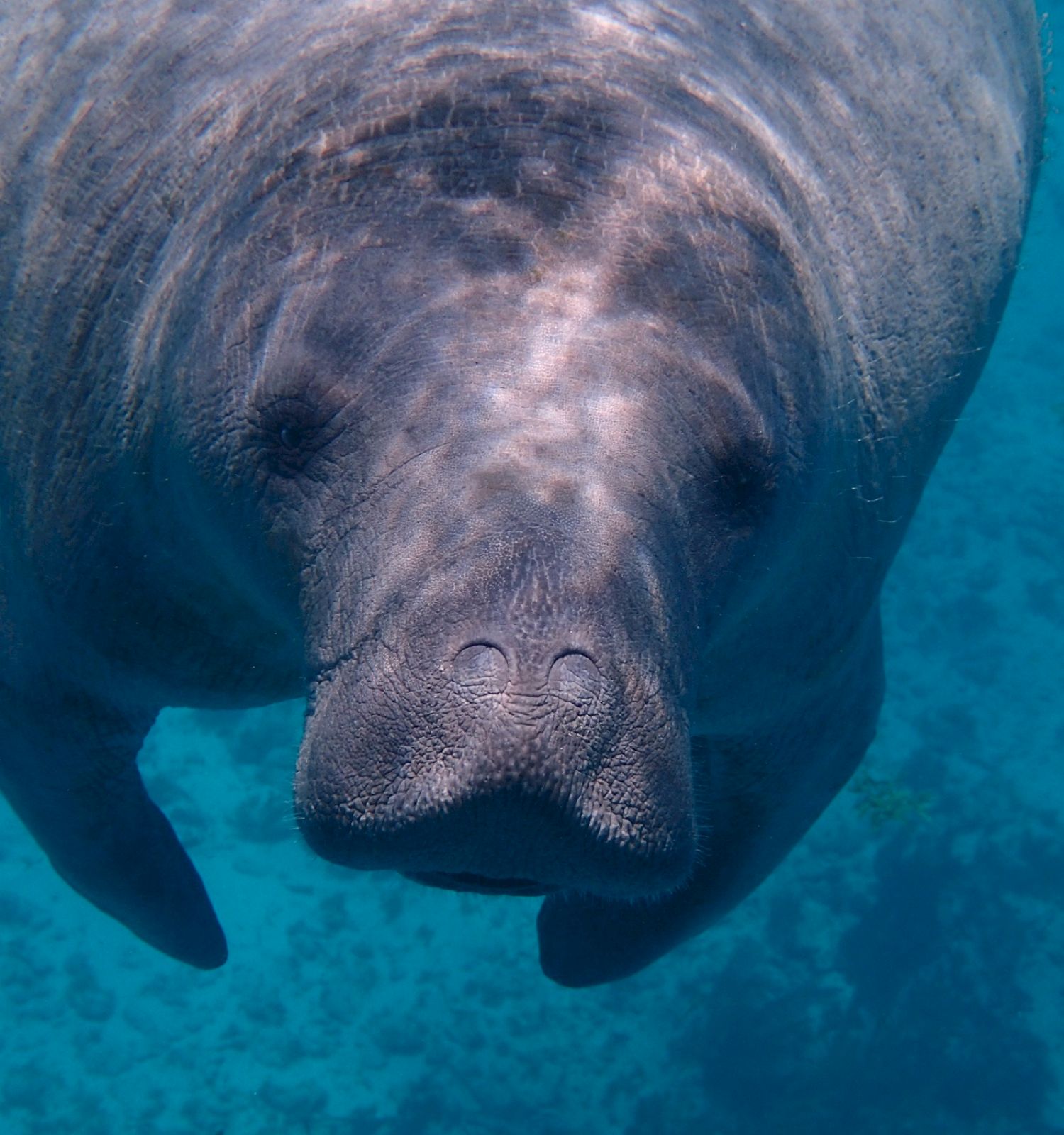 A manatee swims underwater in a clear blue ocean, facing the camera. The image showcases its large, rounded body and whiskered snout.