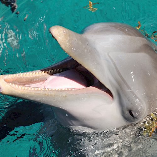 A dolphin with its mouth open, seemingly smiling, emerges from clear blue water with some seaweed floating around.