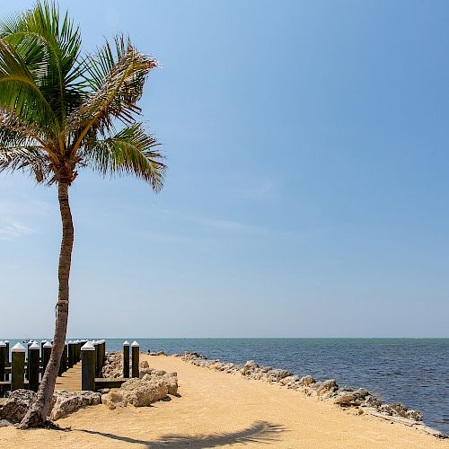 A sandy path with a palm tree leads to a small dock by a tranquil sea, under a clear blue sky. The scene is peaceful and serene.