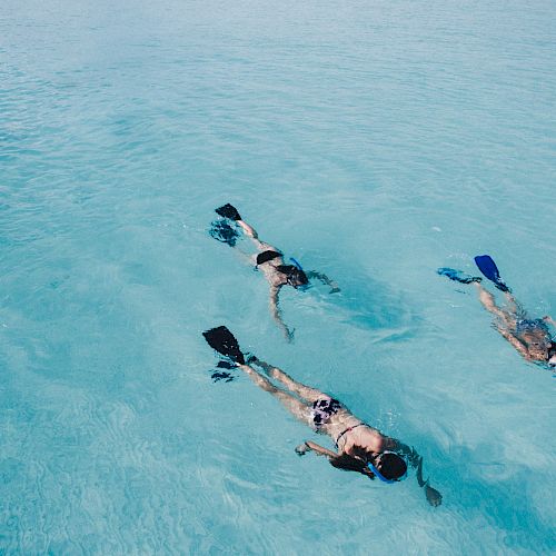 Three people snorkeling in clear blue water, all wearing fins and masks, enjoying an underwater adventure in a serene aquatic environment.