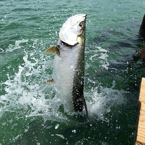 A fish is leaping out of the water next to a wooden dock.