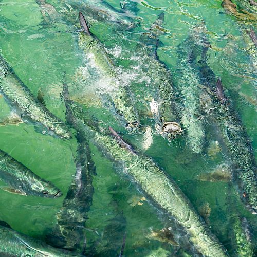 The image shows a group of large fish swimming closely together in clear green water. The fish appear to be in a natural or controlled aquatic environment.