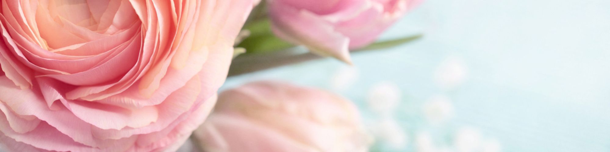 The image shows a close-up of pink flowers, including a fully bloomed ranunculus and two tulips, with a blurred blue background and white accents.