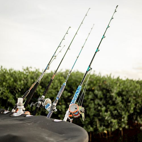 The image shows four fishing rods resting on an outdoor surface with green bushes in the background. The sky is partly cloudy.