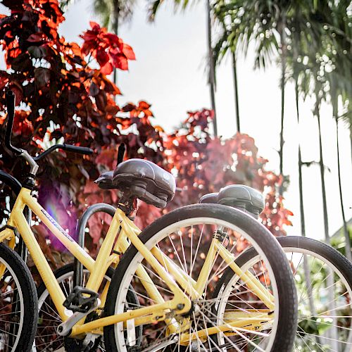 The image depicts yellow bicycles parked next to each other with helmets, set against a backdrop of lush greenery and bright red plants.