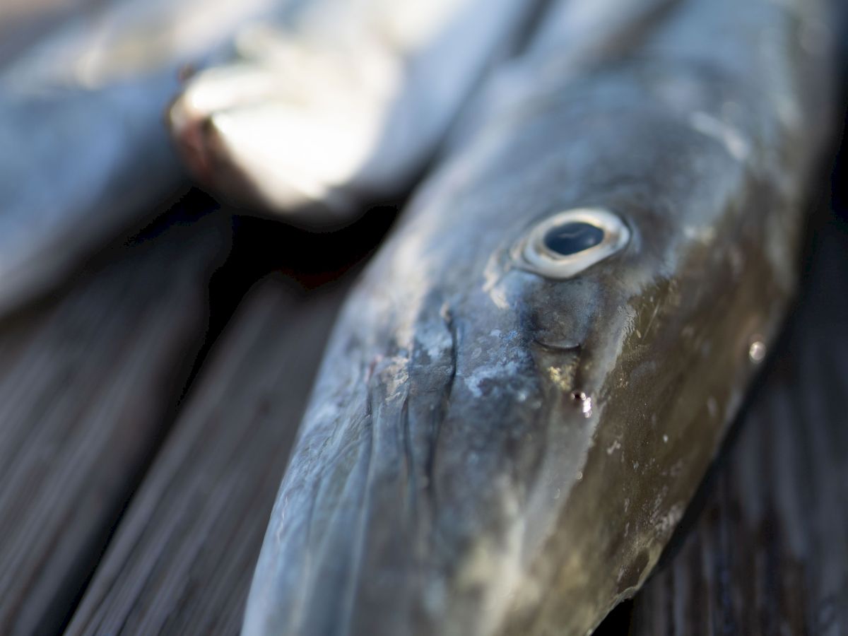 The image shows a close-up of two elongated fish with pointed snouts and visible eyes lying on a wooden surface.