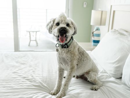 A fluffy white dog wearing a collar sits on a bed, tongue out, in a bright bedroom.