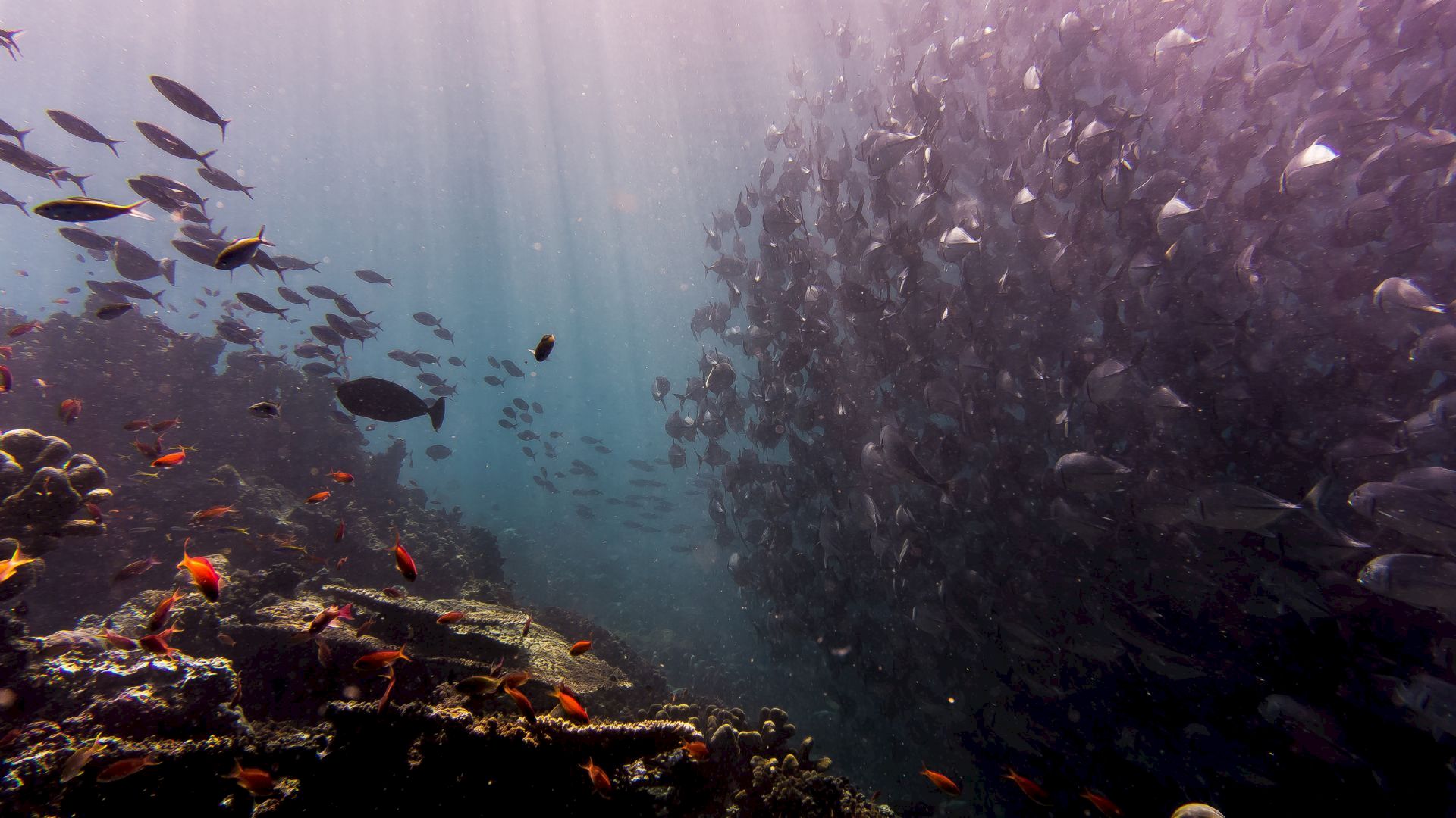 A deep-sea scene with colorful fish and debris swirling in the water around coral reefs and a dark rock wall.