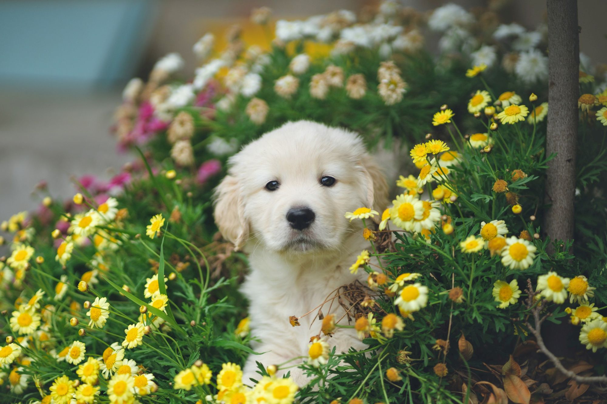 A fluffy puppy sits among vibrant yellow and white flowers, creating a cheerful and charming scene.