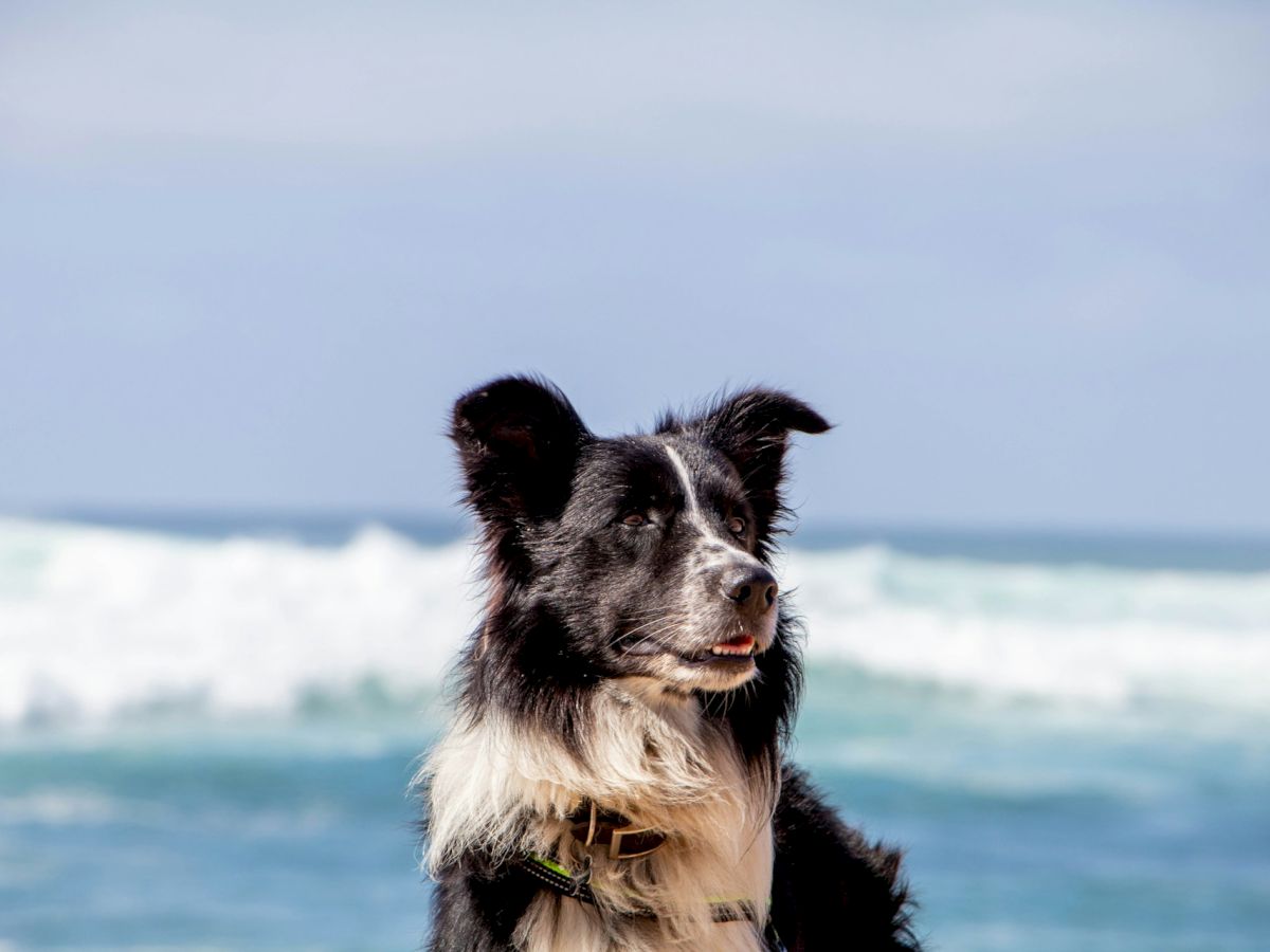 A black and white dog is sitting on the beach with ocean waves in the background, under a clear blue sky.