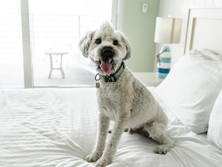 A cheerful small dog sits on a white bed, tongue out, inside a bright, modern bedroom with large windows and minimal decor.
