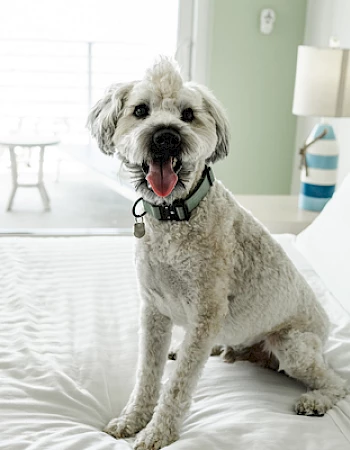 A fluffy dog with a collar is sitting on a neatly made bed, with a lamp and window in the background.