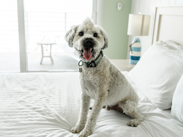 A cheerful dog with curly fur is sitting on a neatly made bed in a bright room, with a lamp and window in the background.