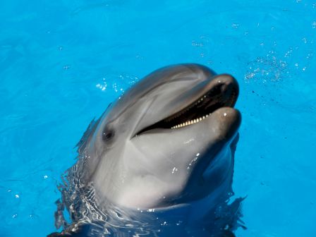 A friendly dolphin surfaces in a bright blue pool, mouth open in a smile as it greets you.