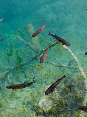 A school of small dark fish swims over a sunlit, rocky underwater scene with green aquatic plants and clear blue water.