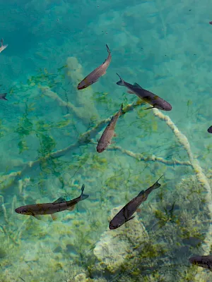A school of dark freshwater fish swims just below clear turquoise water over a sandy, rocky bottom.