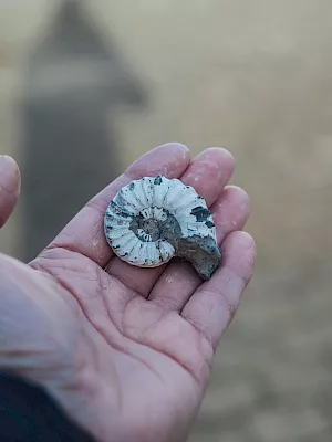 A hand holds a small spiral fossil shell, like an ammonite, against a blurred outdoor background.