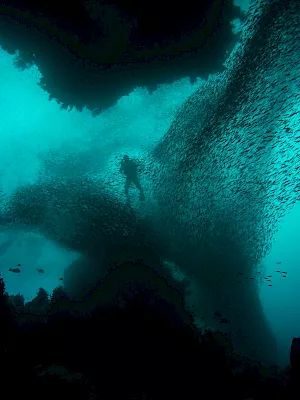 An underwater scene with teal light beams and a dense school of fish swirling around a dark rock reef.