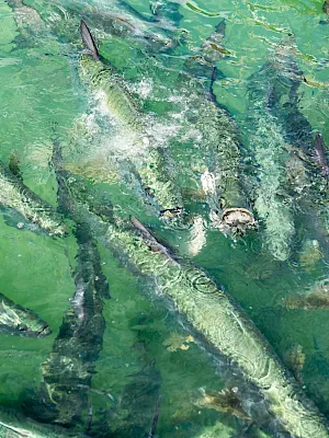 A pod of dolphins swims near the surface, their fins cutting through clear green water.