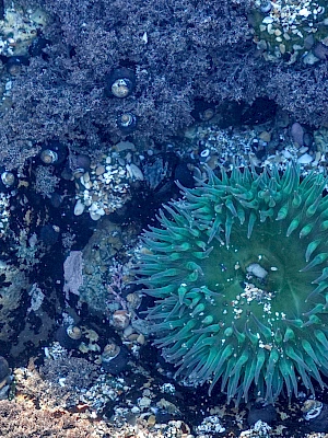 A green sea anemone or coral polyp on a rocky, purple-tinted underwater reef, surrounded by bumpy textures and encrusting organisms.