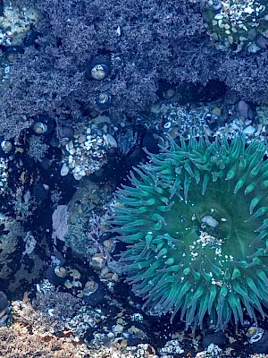An underwater seafloor scene with a green sea anemone surrounded by rocks, sand, and scattered shells.
