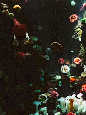 A dark aquarium scene with colorful, fuzzy coral-like shapes and round anemone buds scattered across the bottom and sides.