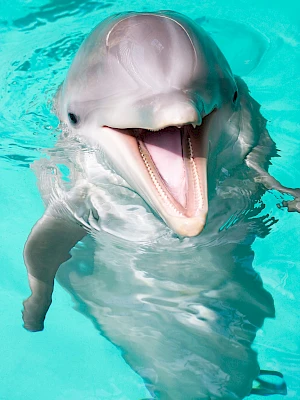 A friendly bottlenose dolphin pops up in clear turquoise water, mouth open as if smiling, swimming toward the camera.