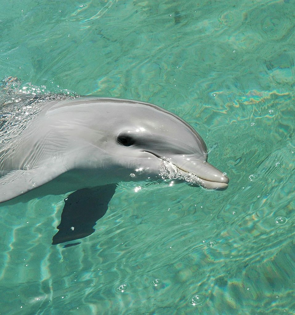 A playful dolphin glides through clear turquoise water, its snout nudging the surface as gentle ripples trail behind.