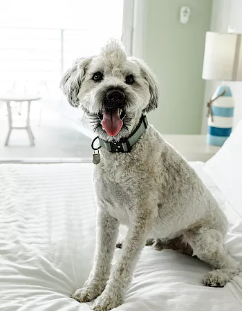 A fluffy white dog with a green collar sits on a bright white bed, panting with its tongue out.