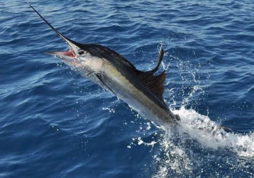 A marlin fish thrashes in the ocean, leaping from the water with its bill raised, splashing as it fights.