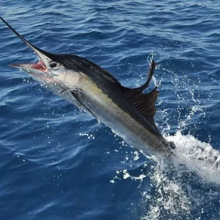 A marlin fish thrashes in the ocean, leaping from the water with its bill raised, splashing as it fights.