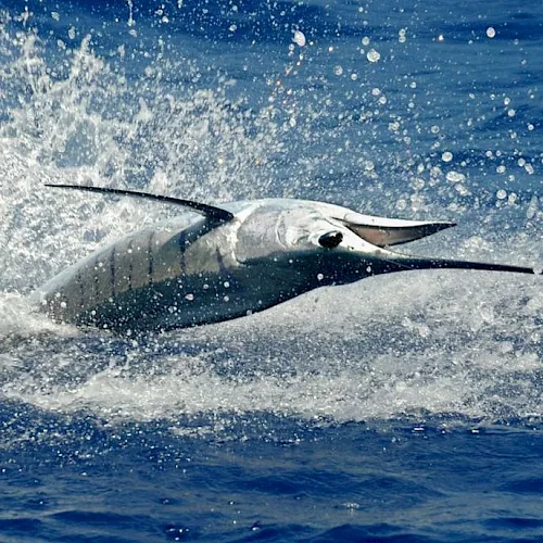 A humpback whale breaches the ocean surface, splashing water as its head and back rise above the waves.